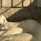 جده