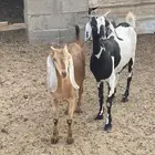 معزاء خلفات للبيع