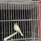 كناري مجموعه ذكور