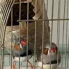 طيور زيبرا بالدمام للبيع مع اغراض