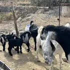 معزاء للبيع