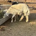 فحل حري جذع مشروط