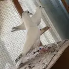 للبيع طبات الام وحشيه والاب قولدن