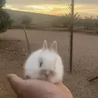 ارنب صغير للبيع