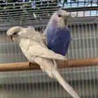 جوز باجي هوقو نص ولافه الجوز مشاء الله مرتب