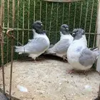 ستريزر ذكور للبيع