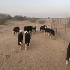 رخال نجد مقاني للبيع (( تم البيع ))