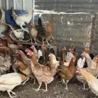 دجاج بلدي فاخر