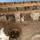 اعرض لكم مذكور أرانب