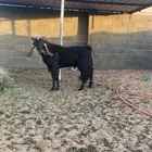 تيس من دغس نجران