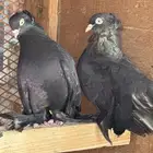 3اجوز كنقرو 5اجوز شماسي 5اجوز قطني ويسمونهم مكتيف