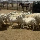 للبيع غنم حريات
