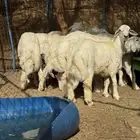 طليان