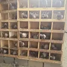 حمام سلفر 100جوز