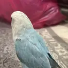 طير روز ذكر اليف