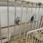 مجموعة ازواج طيور روز