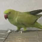 بغبغاء ذرة هندي