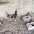 للبيع ذكر سندي اصيل فاخر