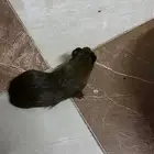 وبر العمر ثلاث شهور على أسوم الي يبيه يتواصل واتس