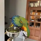 كتالينا مكاو صبغه قويه