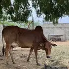 بقره دافع