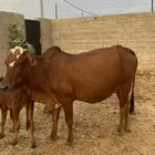 بقره للبيع
