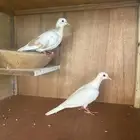 قماري هولندي