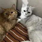 قطط لتبني