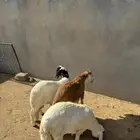 3- سواكن كلها جذعان مغلقه