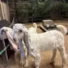 للبيع تيوس العدد 4