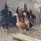 دجاج بكستاني اصل