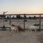 غنم رفيديه دفيع