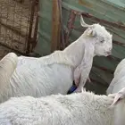 تيوس 2 توم سمان وكفو