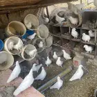 حمام فرنسي 57 حبه كلهن اجواز للبيع