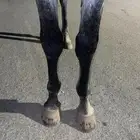 حصان شعبي للبيع