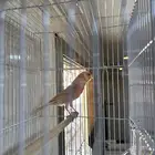 كناري تغريد