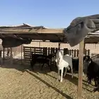 معزا للبيع