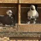 للبيع حمام حب الرمان