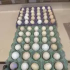 بيض بلدي للبيع