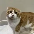 قطط للتبني