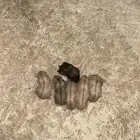 هامستر أنثى واثنين ذكور وستة عيال