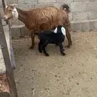 عنزين للبيع