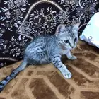 بسه للبيع