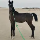 مهر شعبي محجل 3طلق يمين رجل
