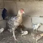 دجاجة مع فروخها