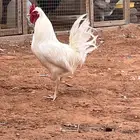 ديك عربي افرق