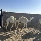 حشو للبيع