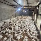 دجاج لاحم روس