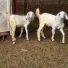 جفار وتيس للبيع