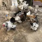 دجاج براهما